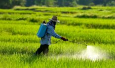Pestisida Organik dari Bahan Dapur: Solusi Ramah Lingkungan untuk Tanaman Lebih Sehat
