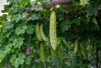 sumber foto: asset.kompas.com