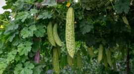 sumber foto: asset.kompas.com