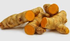 Temu Lawak, Pestisida Nabati Ampuh untuk Serangga Mengisap