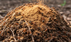 Kayu Manis Ampuh Mengusir Hama dan Penyakit Tanaman Secara Alami