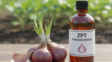 Cara Membuat ZPT dari Bawang Merah & Manfaatnya