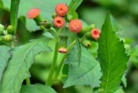 sumber foto: rakyatbengkulu.disway.id