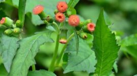 sumber foto: rakyatbengkulu.disway.id