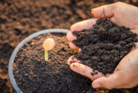 Close up hand of farmer planting  young sprout of Afzelia, Doussie or Makha mong tree in soil. Growth and environment concept
