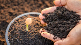 Close up hand of farmer planting  young sprout of Afzelia, Doussie or Makha mong tree in soil. Growth and environment concept