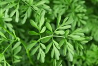 Green Herb of Grace (Ruta graveolens) plant