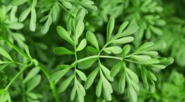 Green Herb of Grace (Ruta graveolens) plant
