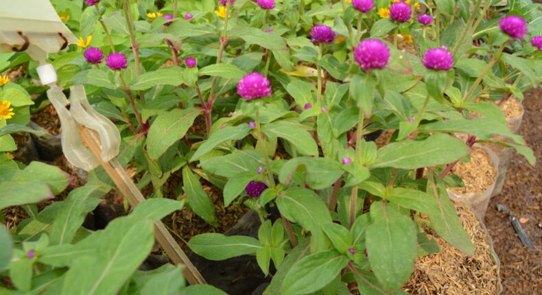 foto slider headline