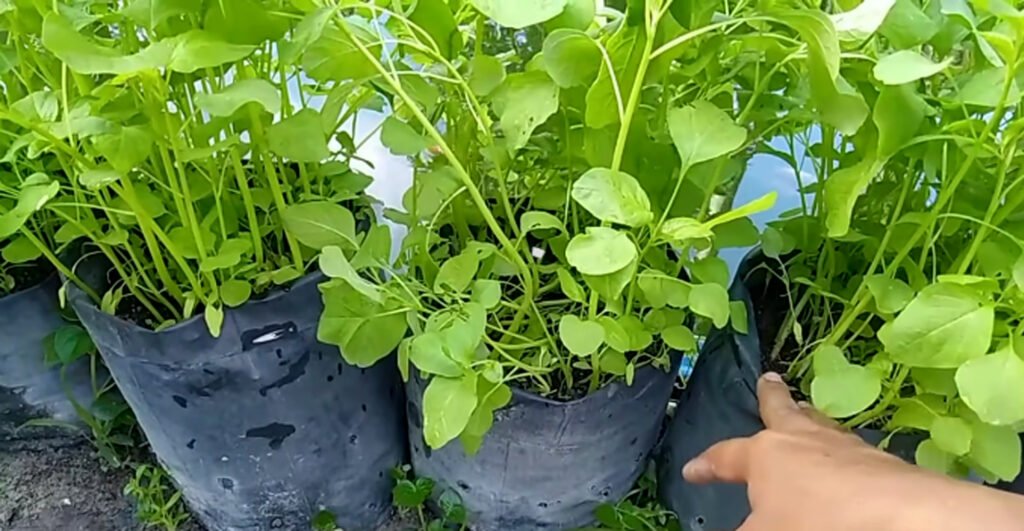 Budidaya Bayam di Pot dan Polybag Praktis