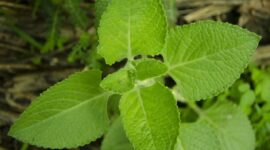 sumber foto: cdn.pixabay.com