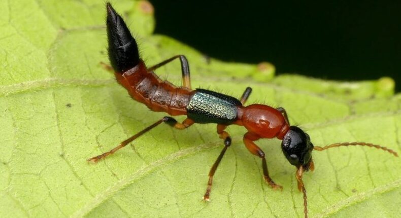 foto slider headline