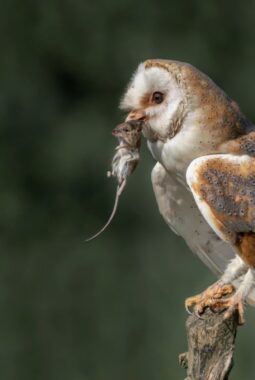 Peran Burung Hantu sebagai Pengendali Tikus Sawah yang Efektif dan Ramah Lingkungan
