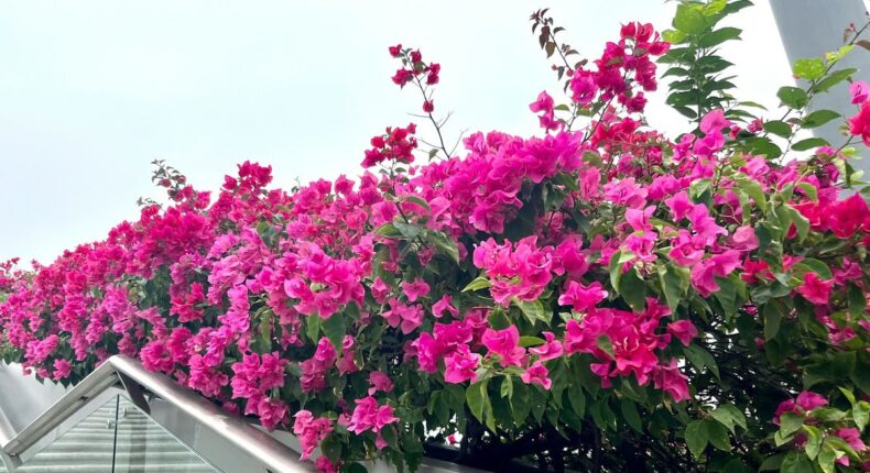 foto slider headline