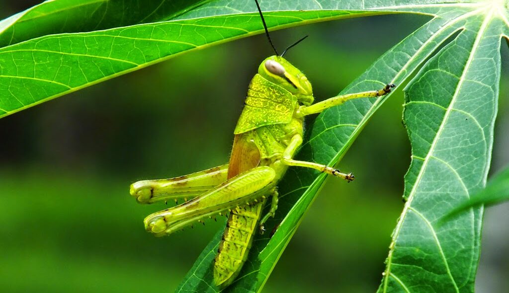 sumber foto: 1.bp.blogspot.com