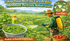 Cukup Daun Mint, Ini Cara Praktis Membuat Pestisida Nabati Sendiri