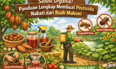 Solusi Organik! Panduan Lengkap Membuat Pestisida Nabati dari Buah Mahoni