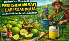 Tips dan Cara Membuat Pestisida Nabati dari Buah Maja