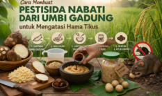 Cara Membuat Pestisida Nabati dari Umbi Gadung untuk Mengatasi Hama Tikus