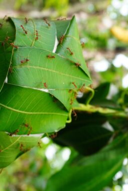 Tak Perlu Pestisida! Semut Rangrang Jadi Predator Alami Pengendali Hama Tanaman