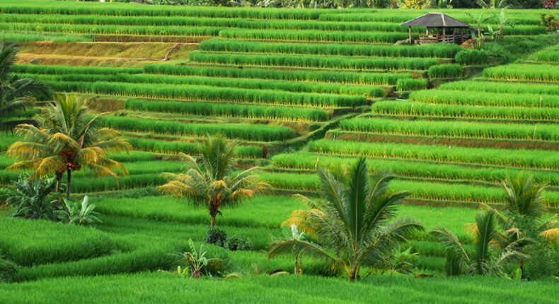 foto slider headline