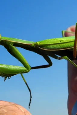 Peran Belalang Sembah (Mantidae) sebagai Agen Hayati Makro dalam Pertanian Berkelanjutan