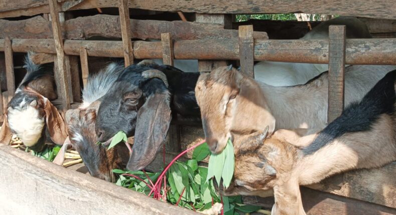 foto slider headline