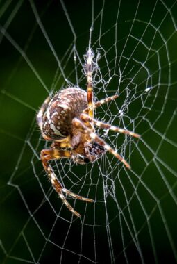 Peran Penting Laba-Laba dalam Menjaga Tanaman dari Serangan Hama