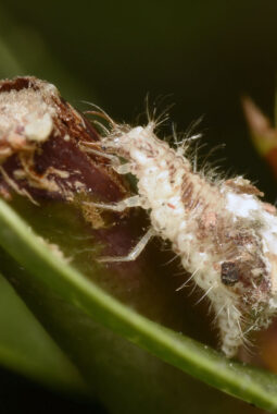 Larva Lacewing Jadi Andalan Petani dalam Mengendalikan Hama Secara Alami