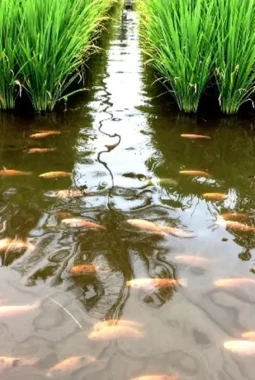 Dua Manfaat Sekaligus! Ikan Nila Kendalikan Larva dan Tingkatkan Ekonomi