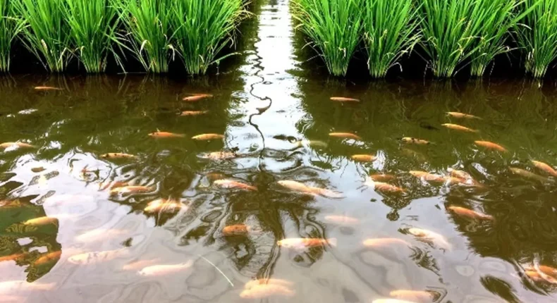 foto slider headline