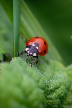 Peran Penting Kepik Predator dalam Menekan Hama Secara Alami