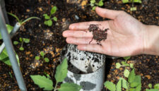 Hand feeding red wrigglers earthworms into worm tower for vermicomposting in garden