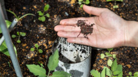 Hand feeding red wrigglers earthworms into worm tower for vermicomposting in garden