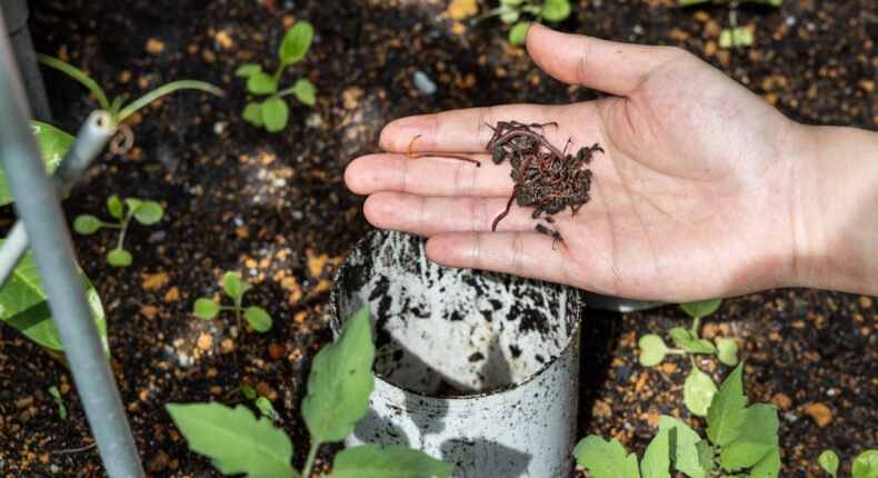 foto slider headline