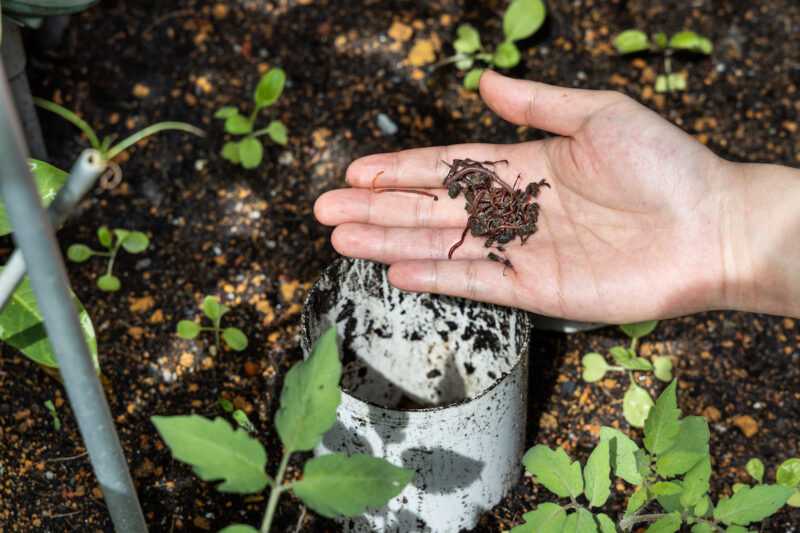 Hand feeding red wrigglers earthworms into worm tower for vermicomposting in garden
