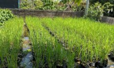 Cuma Pakai Rendaman Rumput dan Biosaka! Sawah Ini Tetap Subur Tanpa Pupuk dan Pestisida