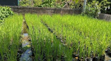 Cuma Pakai Rendaman Rumput dan Biosaka! Sawah Ini Tetap Subur Tanpa Pupuk dan Pestisida