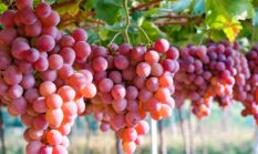 Anggur Glowing Tanpa Pupuk Kimia! Rahasia Biosaka Bikin Hasil Panen Kinclong