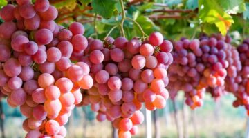 Anggur Glowing Tanpa Pupuk Kimia! Rahasia Biosaka Bikin Hasil Panen Kinclong