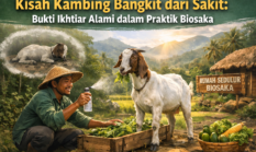 Kisah Kambing Bangkit dari Sakit: Bukti Ikhtiar Alami dalam Praktik Biosaka