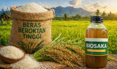 Padi Biosaka Hasilkan “Beras Beroktan Tinggi”, Benarkah Lebih Unggul?