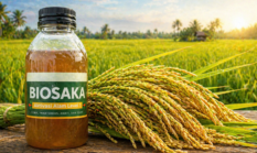 Gak Disangka! Ini Cara Biosaka Bikin Bulir Padi Terisi Penuh dan Panen Melimpah