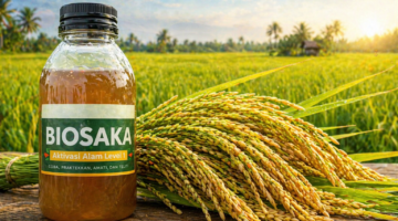 Gak Disangka! Ini Cara Biosaka Bikin Bulir Padi Terisi Penuh dan Panen Melimpah