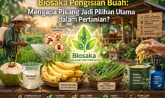 Biosaka Pengisian Buah: Mengapa Pisang Jadi Pilihan Utama dalam Pertanian?