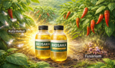 Pakai Biosaka, Kutu Kebul dan Fusarium pada Tanaman Cabai Kabur Alami