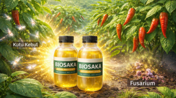 Pakai Biosaka, Kutu Kebul dan Fusarium pada Tanaman Cabai Kabur Alami