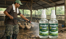 Nlevel1 di Kandang Bebek: Cara Alami Hilangkan Bau dan Dorong Produktivitas