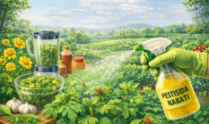 Usir Hama Tanpa Racun! Bunga Kenikir Jadi Pestisida Alami Ampuh