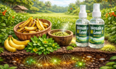 Dari Sampah Jadi “Power Booster” Tanaman: Fakta di Balik Pisang, Krokot & Biosaka